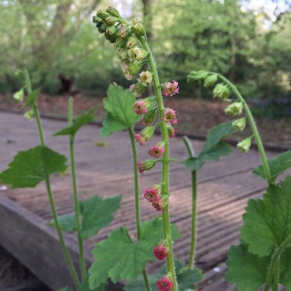 Tellima grandiflora Floare