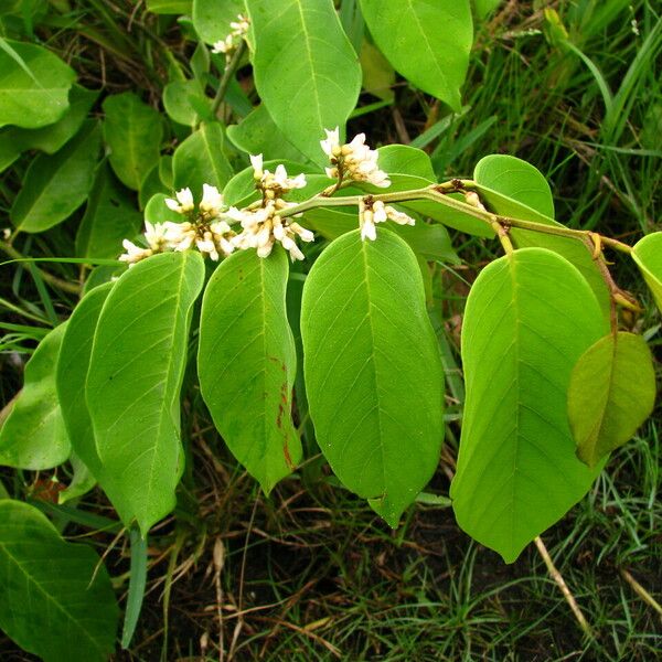 Dalbergia ecastaphyllum Other