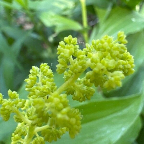 Maianthemum racemosum Fleur