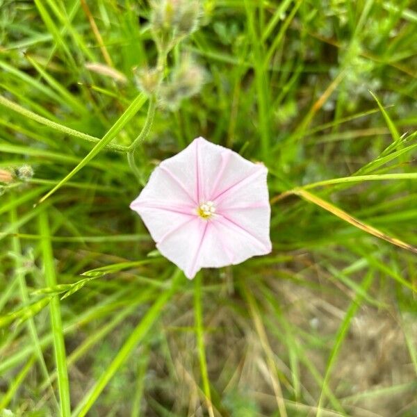 Convolvulus cantabrica Květ