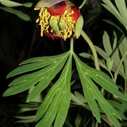 Paeonia californica Kwiat