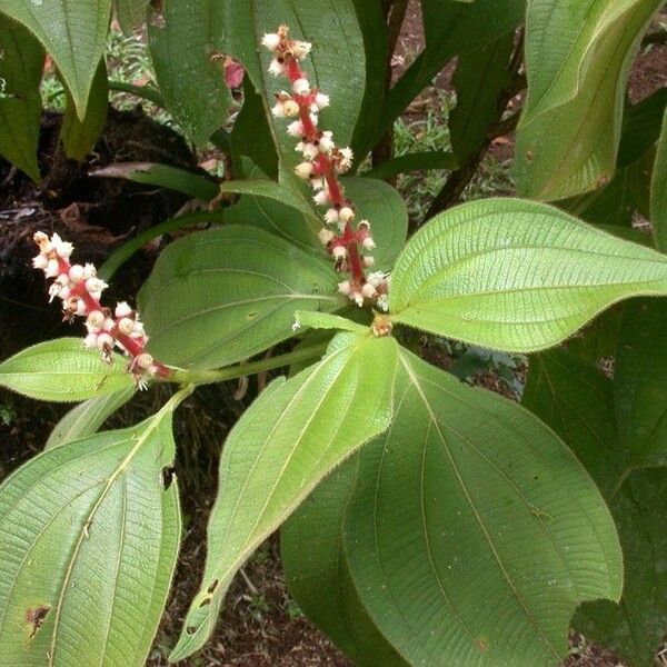 Miconia nervosa Sonstige