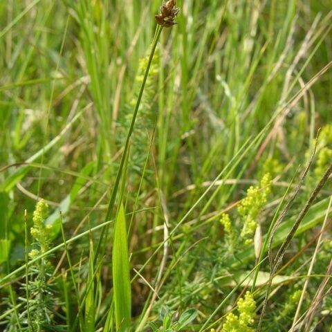 Carex obtusata Fruit