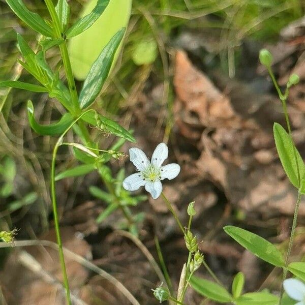 Moehringia lateriflora Fleur