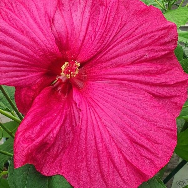 Hibiscus tiliaceus Blüte