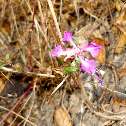 Clarkia rhomboidea Hábito