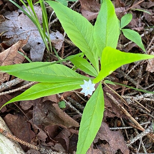 Lysimachia borealis Habitus