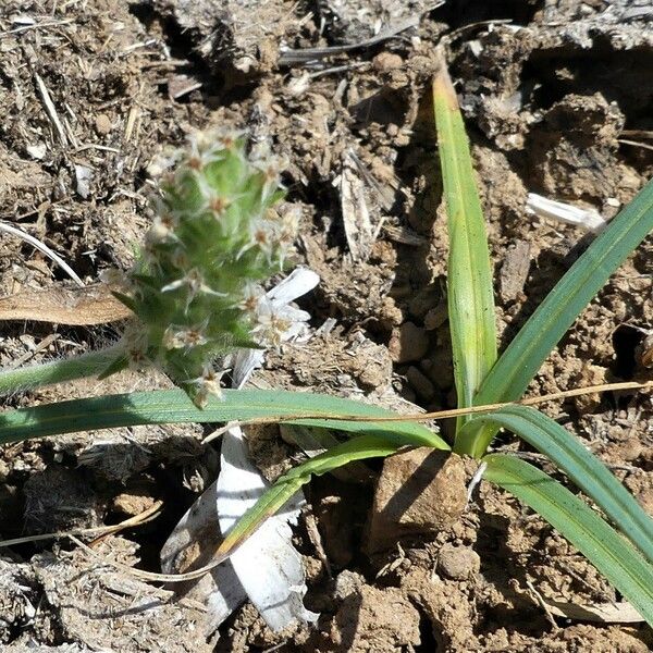 Plantago bellardii Flors