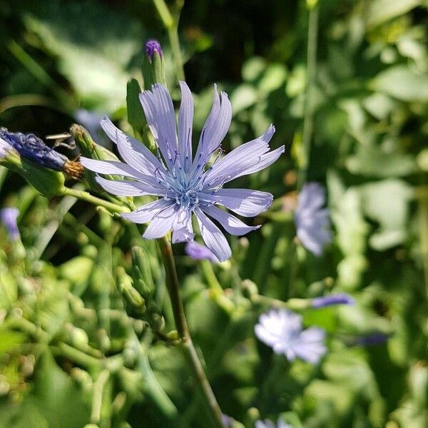 Lactuca perennis Цвят