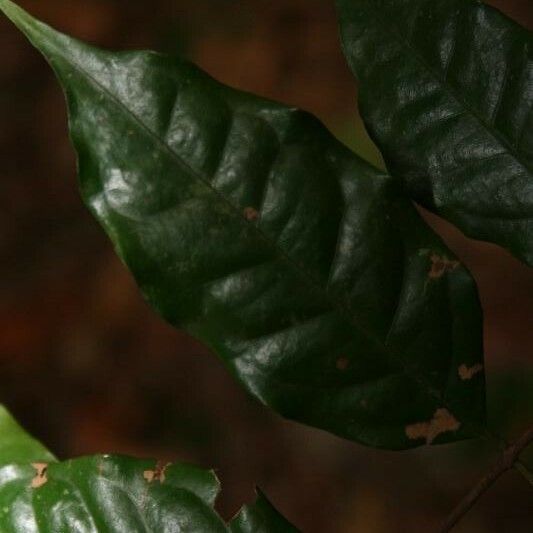 Eugenia patrisii Leaf