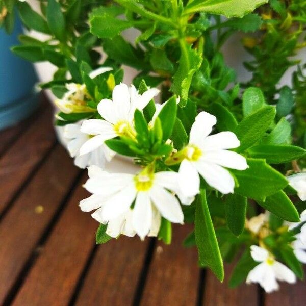 Scaevola plumieri Blomma