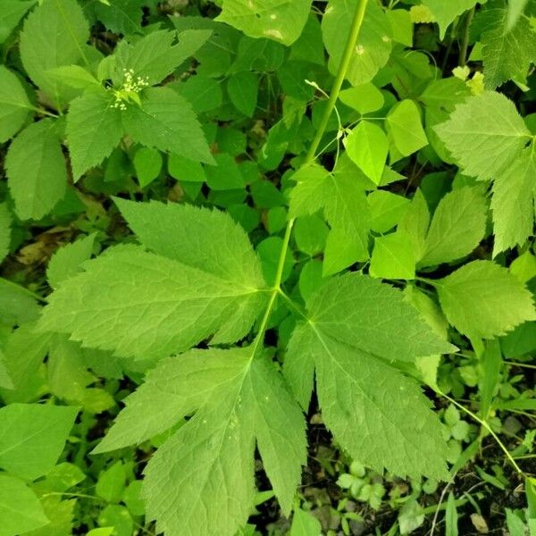 Cryptotaenia canadensis Leaf