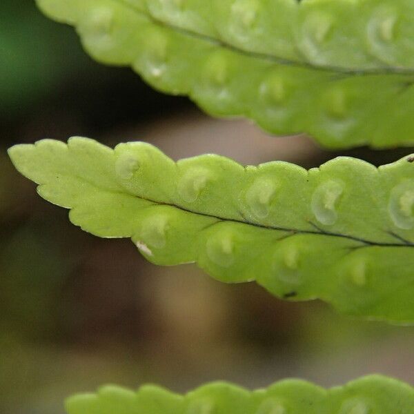 Nephrolepis undulata Leaf