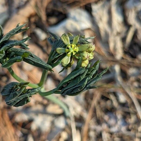 Caulophyllum thalictroides Flor
