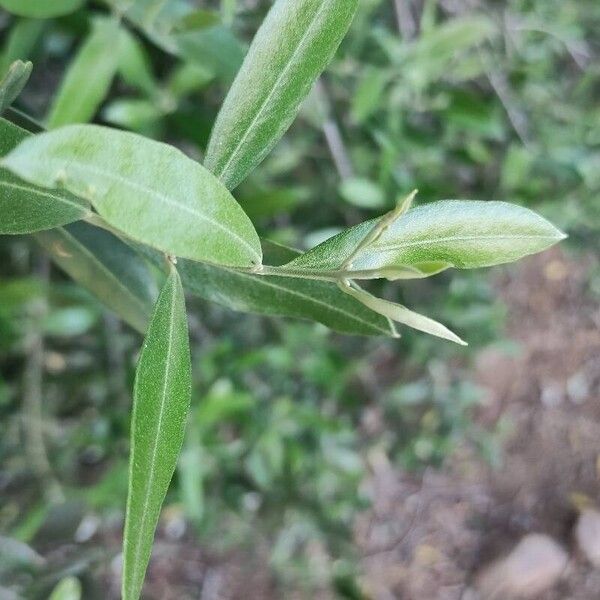 Olea europaea Blatt