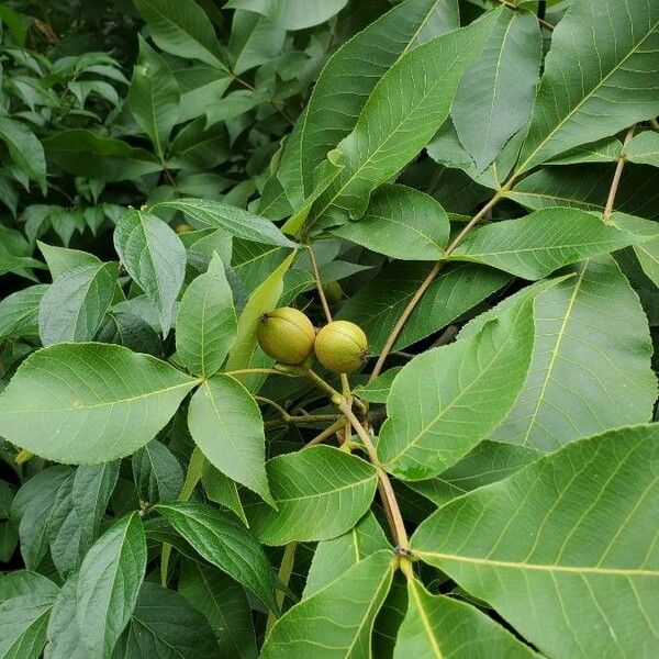 Carya glabra Ліст