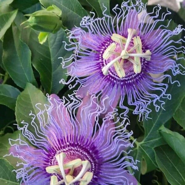 Passiflora incarnata Flor