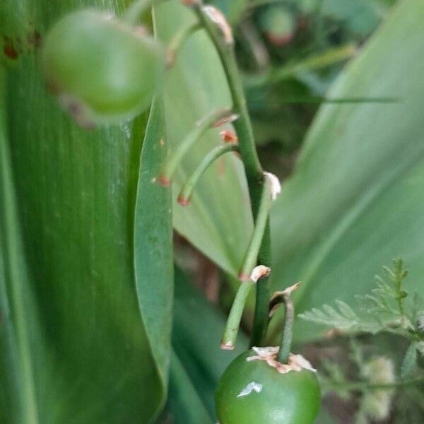 Convallaria majalis Owoc