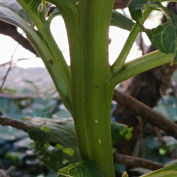 Phytolacca acinosa Bark