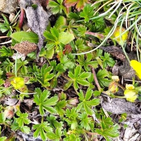 Potentilla crantzii موطن