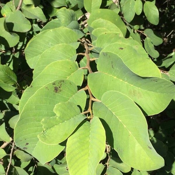 Annona senegalensis Blad