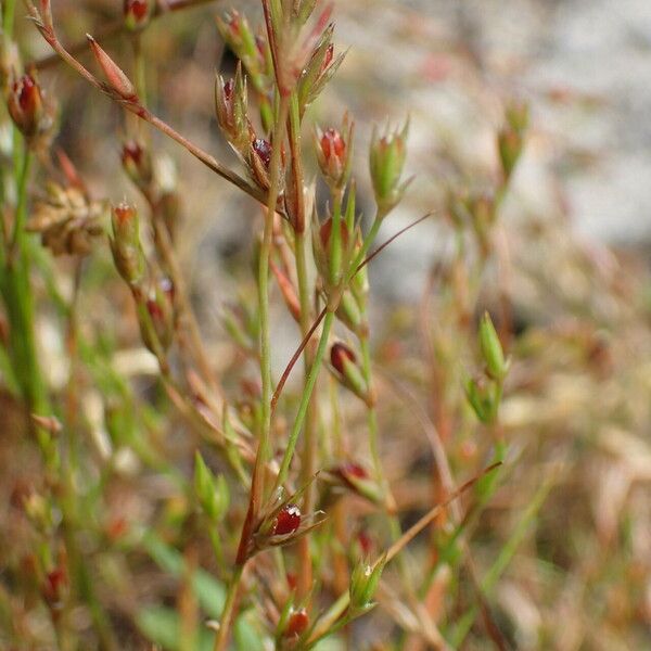 Juncus bufonius Plod