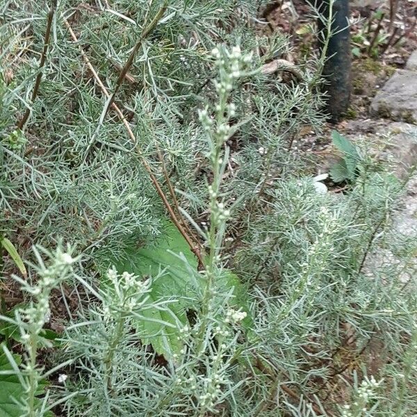 Artemisia abrotanum পাতা