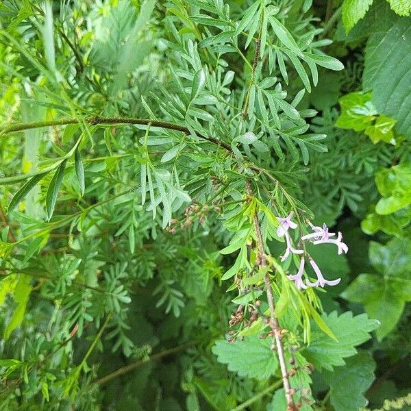 Syringa persica Kwiat