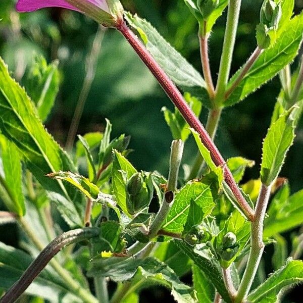 Epilobium hirsutum ᱥᱟᱠᱟᱢ