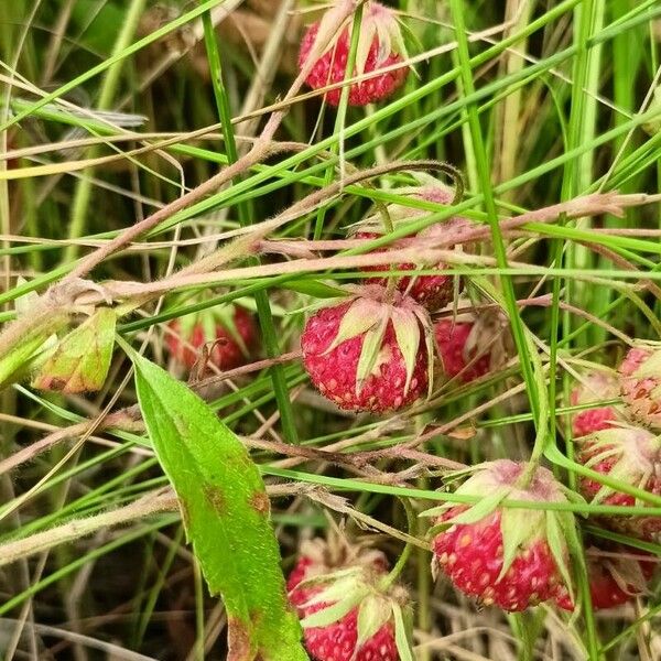 Fragaria viridis Frukto