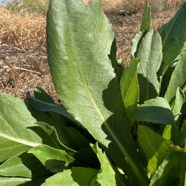 Grindelia integrifolia Leaf