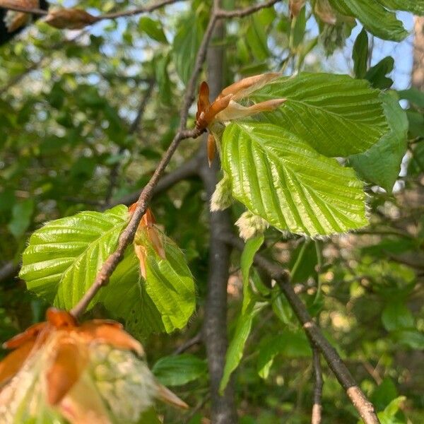 Fagus sylvatica Yaprak