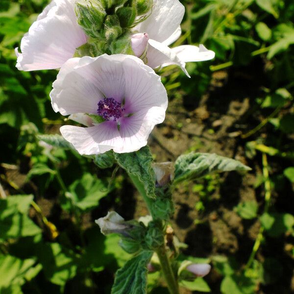 Althaea officinalis Blomst