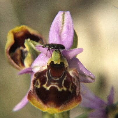 Ophrys × minuticauda Flower