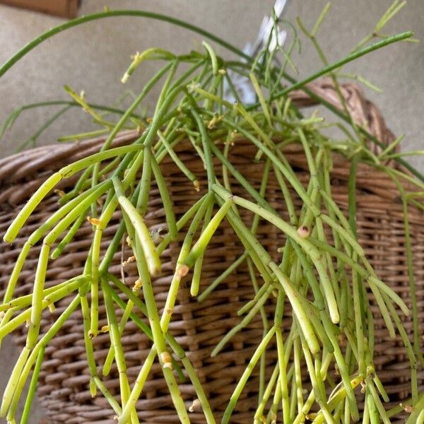 Rhipsalis baccifera Leaf