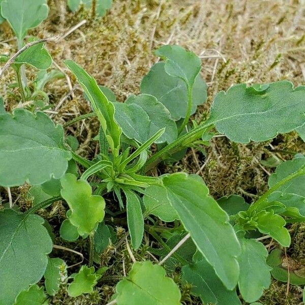 Viola tricolor 葉