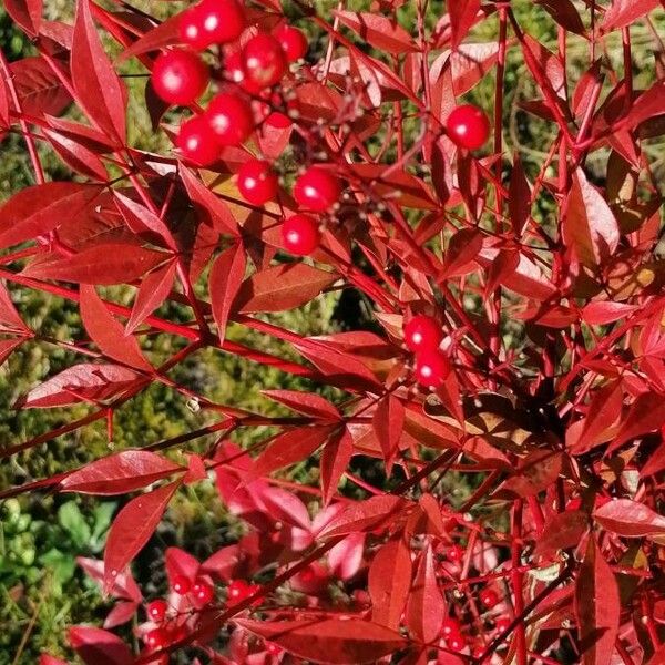 Nandina domestica Fruit