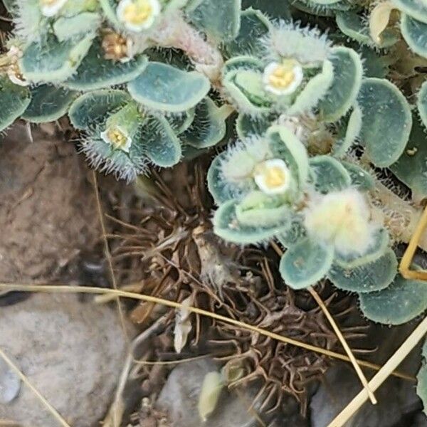 Euphorbia chamaesyce Floare