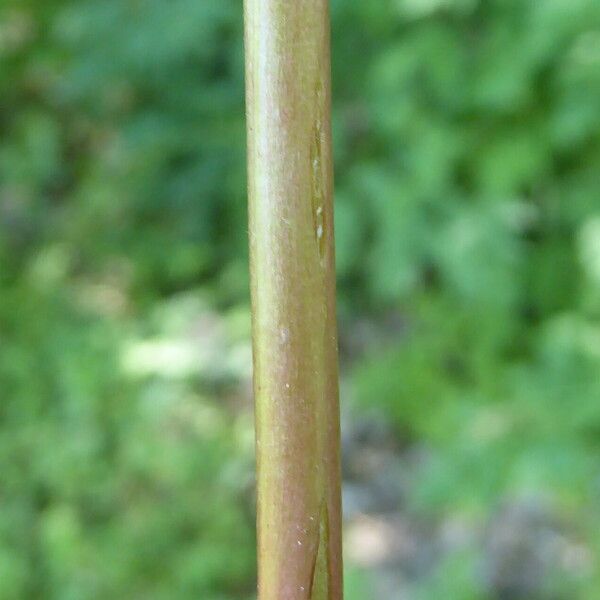 Epilobium roseum Bark