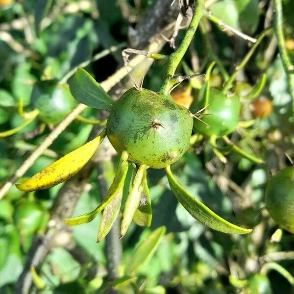 Pereskia aculeata Fruit