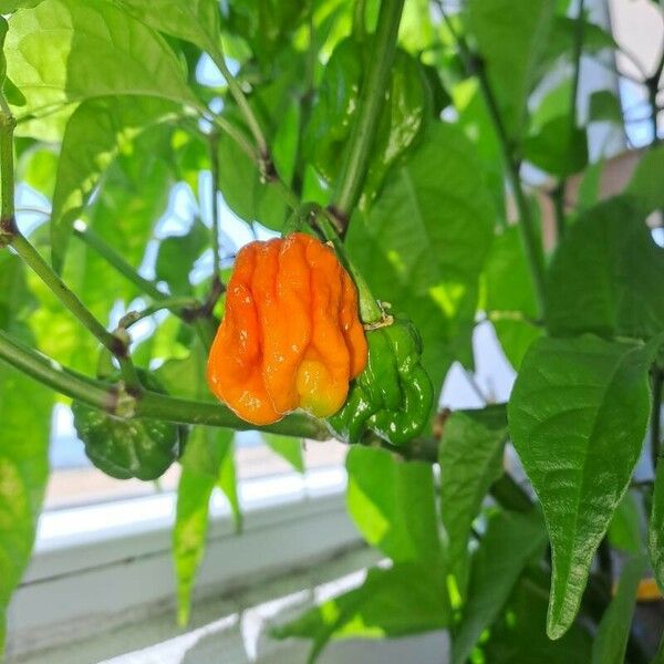 Capsicum chinense Fruit