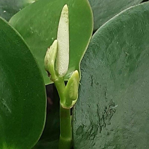 Peperomia polybotrya Flor