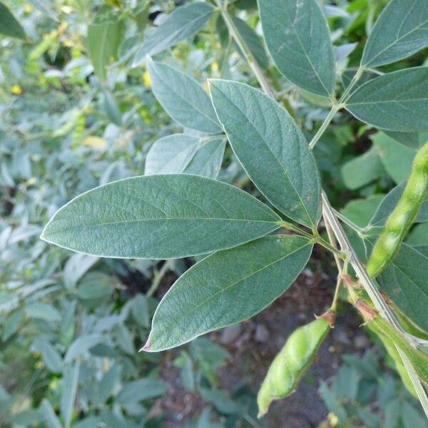 Cajanus cajan Leaf