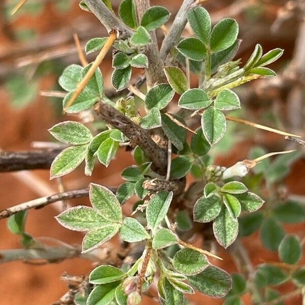 Indigofera spinosa 葉