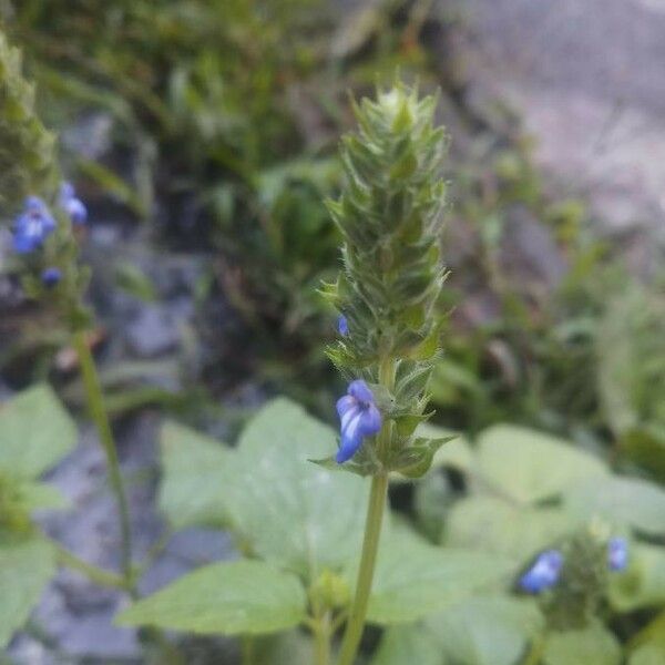 Salvia hispanica Flower