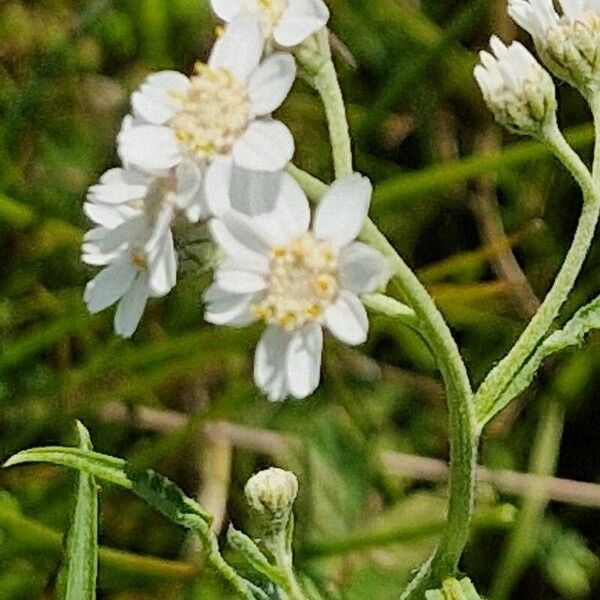 Achillea ptarmica പുഷ്പം