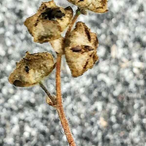 Malva sylvestris Fruit