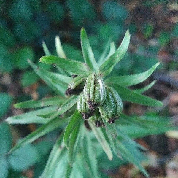 Epipactis helleborine Fruit