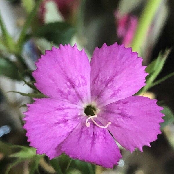 Dianthus gratianopolitanus Flower