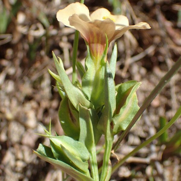 Schultesia guianensis Flower